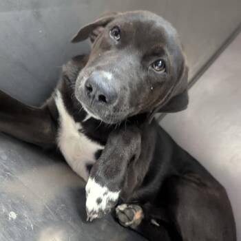 Rescue Black Labrador Retriever Dogs for Adoption in Parrish, Alabama - Gloria | PetCurious