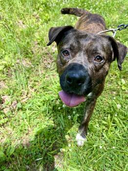 Mixed Breed Dogs Available for Adoption in Marshall, North Carolina - Winchester | PetCurious