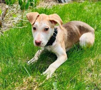 Shepherd and Labrador Retriever Dogs Available for Adoption in Cloquet, Minnesota - Wolverine | PetCurious