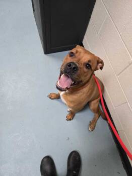 Rescue Rottweiler and Pit Bull Terrier Dogs for Adoption in Portsmouth, Virginia - Honey Bunches Of Oats Fka Cinnamon | PetCurious