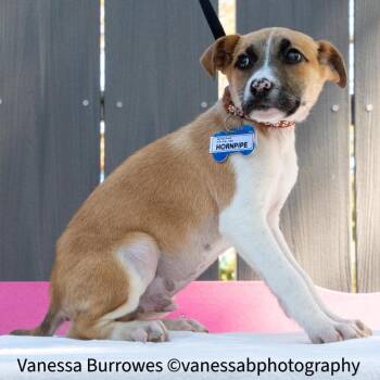 Hound Dogs Available for Adoption in Wake Forest, North Carolina - Hornpipe | PetCurious