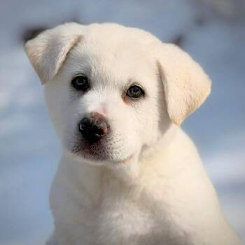Great Pyrenees Dogs Available for Adoption - CT Snowball | PetCurious
