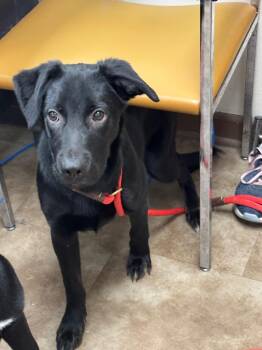 Kai -  Labrador Retriever Dog for Adoption in Springfield, Ohio - Kai | PetCurious