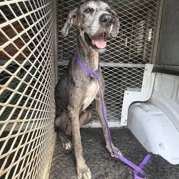 Quin -  Great Dane Dog for Adoption in Edinburg, Texas - Quin | PetCurious