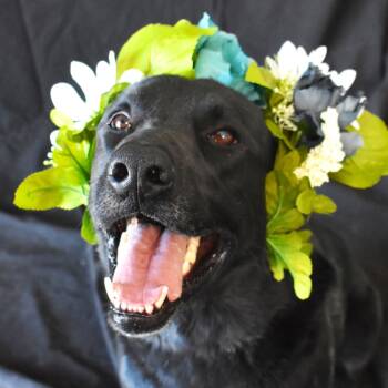 Rescue Labrador Retriever and German Shepherd Dog Dogs for Adoption in Rifle, Colorado - Zander | PetCurious