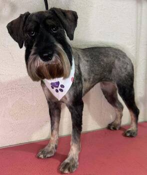 Bluebell -  Schnauzer Dog for Adoption in Wayne, New Jersey - Bluebell | PetCurious