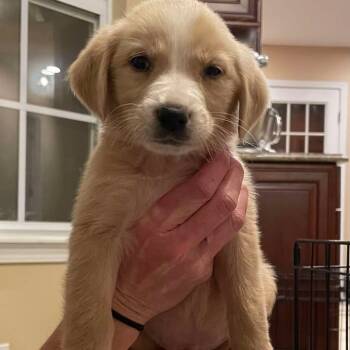Rescue Labrador Retriever Dogs for Adoption in Myrtle Beach, South Carolina - Jerry | PetCurious