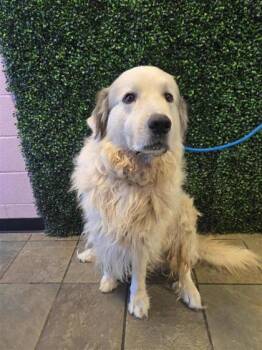 61316602 -  Great Pyrenees and Mixed Breed Dog for Adoption in El Paso, Texas - 61316602 | PetCurious