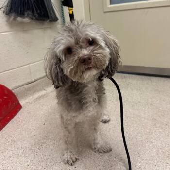 Louie -  Havanese Dog for Adoption in Murray, Utah - Louie | PetCurious