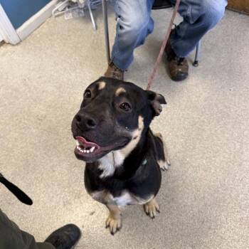 BART -  German Shepherd Dog Dog for Adoption in Alameda, California - BART | PetCurious