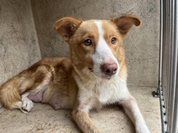 A480030 -  Border Collie and Mixed Breed Dog for Adoption in Oklahoma City, Oklahoma - A480030 | PetCurious