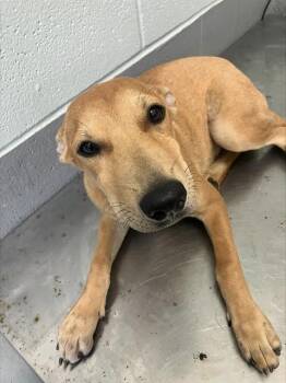 ADA -  Labrador Retriever and Mixed Breed Dog for Adoption in Corpus Christi, Texas - ADA | PetCurious