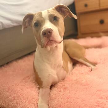 Honey Bee -  Pit Bull Terrier Dog for Adoption in Peotone, Illinois - Honey Bee | PetCurious