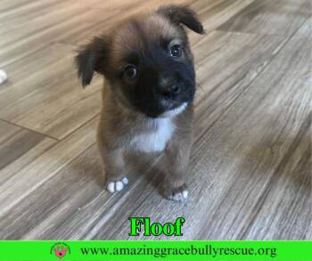 Floof -  Black Mouth Cur and Chow Chow Dog for Adoption in Pensacola, Florida - Floof | PetCurious