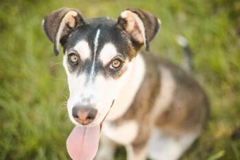 Duchess -  Mixed Breed Dog for Adoption in Gradyville, Kentucky - Duchess | PetCurious