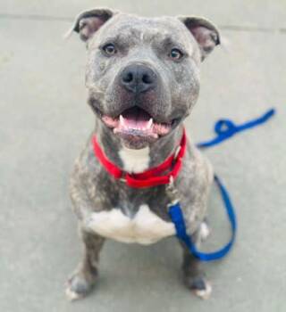 Mixed Breed Dogs Available for Adoption in West Chester, Pennsylvania - Tajfun | PetCurious