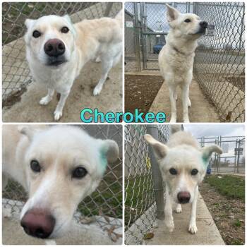 Rescue Husky and Retriever Dogs for Adoption in Pierceton, Indiana - Cherokee | PetCurious