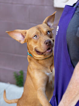 Rescue Mixed Breed Dogs for Adoption in Atlanta, Georgia - Emoji | PetCurious