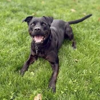 Rescue Rottweiler Dogs for Adoption in Roseburg, Oregon - Bella | PetCurious