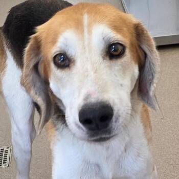 Hound Dogs Available for Adoption - Harry Styles | PetCurious