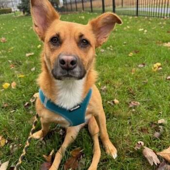 Poppy -  Shepherd Dog for Adoption in Plainfield, Illinois - Poppy | PetCurious