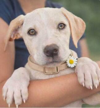 Labrador Retriever and Mixed Breed Dogs Available for Adoption in Westland, Michigan - CeeCee | PetCurious