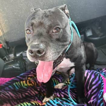 Rumble -  Mixed Breed Dog for Adoption in Jeffersonville, Indiana - Rumble | PetCurious