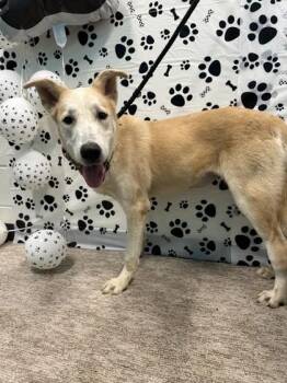 Fergie -  Great Pyrenees and Mixed Breed Dog for Adoption in Seagoville, Texas - Fergie | PetCurious