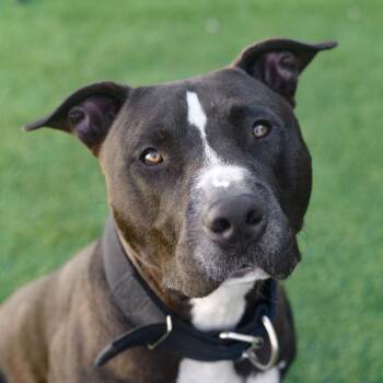 Zane -  Pit Bull Terrier Dog for Adoption in Ottawa, Kansas - Zane | PetCurious