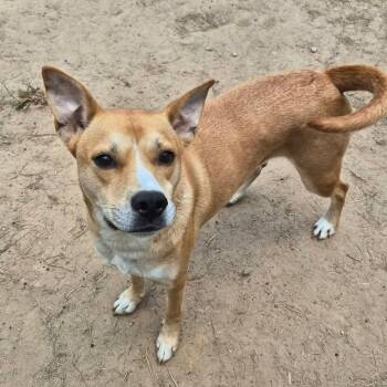 Vegas -  Yellow Labrador Retriever and German Shepherd Dog Dog for Adoption in Metairie, Louisiana - Vegas | PetCurious