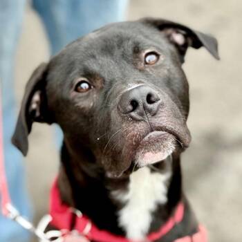 Labrador Retriever and Terrier Dogs Available for Adoption - Jody T4 | PetCurious