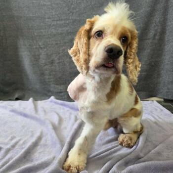 Skunk -  Cocker Spaniel and Mixed Breed Dog for Adoption in Jackson, Missouri - Skunk | PetCurious