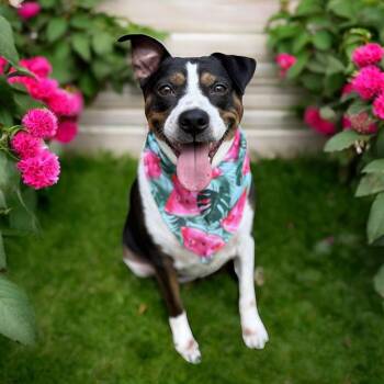 Rescue Labrador Retriever Dogs for Adoption in Lucas, Texas - TOOTSIE GS | PetCurious