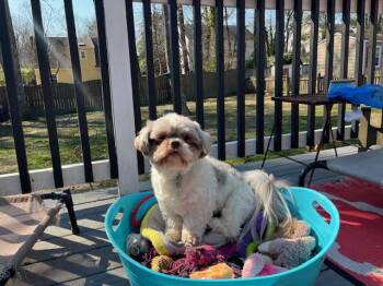 Shih Tzu Dogs Available for Adoption - Little Man | PetCurious