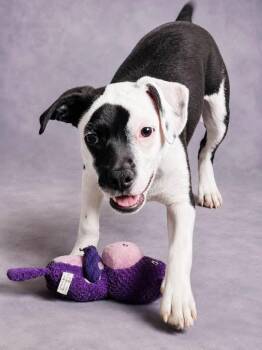 Amelia -  Mixed Breed Dog for Adoption in Nahunta, Georgia - Amelia | PetCurious