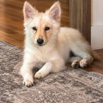 Foxy -  Pomeranian and Spitz Dog for Adoption in Shinnston, West Virginia - Foxy | PetCurious