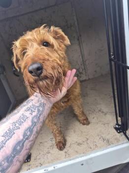 Irish Terrier Dogs Available for Adoption - KATELYN | PetCurious