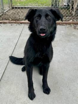 German Shepherd Dog Dogs Available for Adoption in Olathe, Kansas - AZULA | PetCurious
