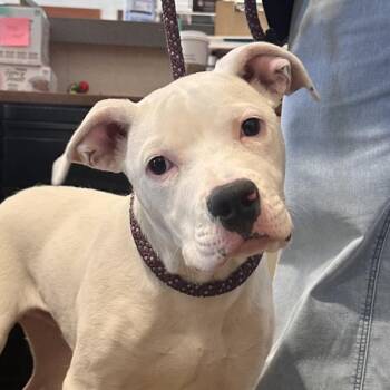 Morocho -  Boxer and Pit Bull Terrier Dog for Adoption in Reno, Nevada - Morocho | PetCurious