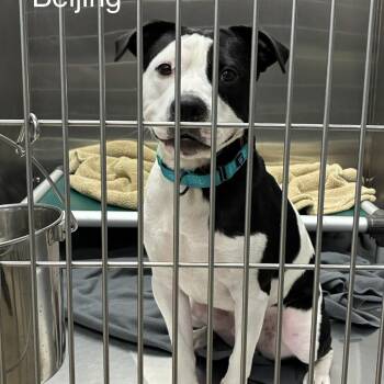 Beijing -  Mixed Breed Dog for Adoption in Knoxville, Tennessee - Beijing | PetCurious
