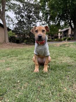 Sherbet -  Mixed Breed Dog for Adoption in Chamblee, Georgia - Sherbet | PetCurious