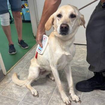 Chic - At shelter available 8/30 -  Labrador Retriever Dog for Adoption in Rustburg, Virginia - Chic - At Shelter Available 8/30 | PetCurious