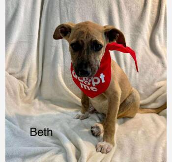 Rescue Black Mouth Cur and Shepherd Dogs for Adoption in Columbia, Maryland - Beth CS | PetCurious