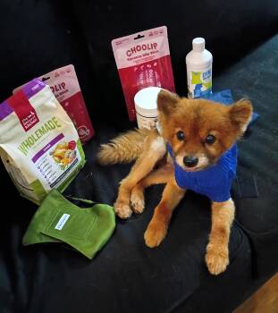 Pomeranian Dogs Available for Adoption in Hendersonville, Tennessee - Teddy - Needs Foster! | PetCurious