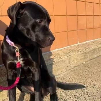 Raven -  Cane Corso and Chocolate Labrador Retriever Dog for Adoption in Manchester, Pennsylvania - Raven | PetCurious