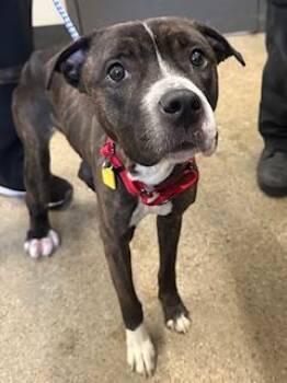 Terrier Dogs Available for Adoption in Cleveland, Ohio - Star | PetCurious