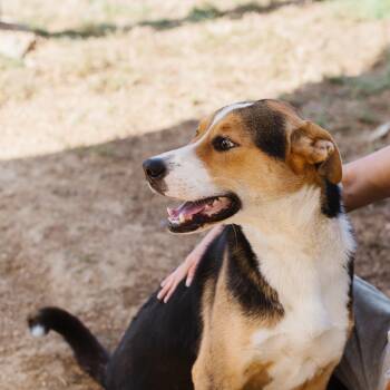 Josh -  Shepherd and Hound Dog for Adoption in Parrish, Alabama - Josh | PetCurious