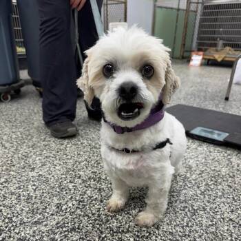 Rocky -  Mixed Breed and None Dog for Adoption in Fredericksburg, Virginia - Rocky | PetCurious