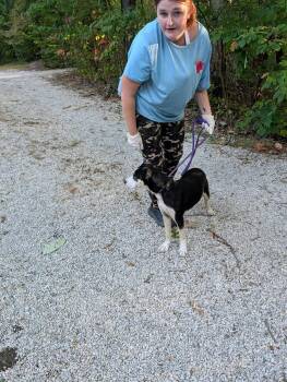 Venus -  Husky and Australian Cattle Dog Blue Heeler Dog for Adoption in Frenchburg, Kentucky - Venus | PetCurious