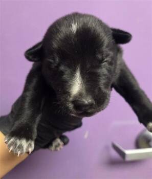 Jimmy* -  Australian Cattle Dog Blue Heeler and Mixed Breed Dog for Adoption in El Paso, Texas - Jimmy* | PetCurious